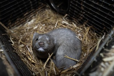 Kailinių žvėrelių ferma Lietuvoje, „Tušti narvai“ nuotr.