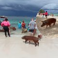 Sala, kurią užvaldžiusios kiaulės: turistams siūloma kartu maudytis, bet po to, ką girdėjo, lietuvis to daryti nė už ką nenorėtų