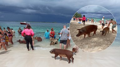 Sala, kurią užvaldžiusios kiaulės: turistams siūloma kartu maudytis, bet po to, ką girdėjo, lietuvis to daryti nė už ką nenorėtų