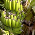 Botanikė: Lietuvoje tikrai galima užsiauginti bananų vaisių