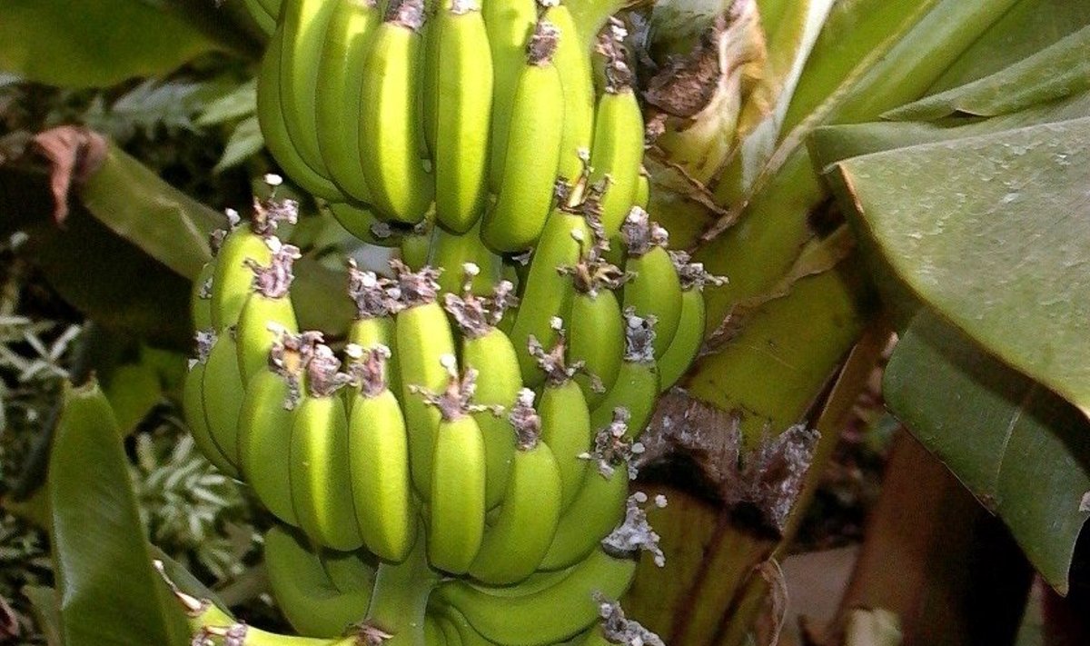 Bananų vaisių kekė