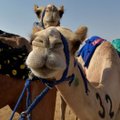Dešimtys kupranugarių Saudo Arabijoje diskvalifikuoti iš grožio konkurso dėl botokso