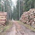 Valstybinių miškų urėdija: šiais metais jokie kirtimai Punios šile nebuvo vykdomi