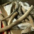 Sulaikyta dramblio kaulo siunta, kurios vertė 2,1 mln. dolerių