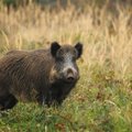 Nesėkminga medžioklė: sergančio šerno dvėselieną teko laikyti beveik savaitę ir už tai sumokėti