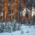 Klimato kaita keičia Lietuvos miškus: ar teks atsisveikinti su eglėmis