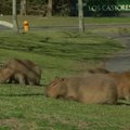 Argentinos priemiesčių gyventojai prašo pagalbos kovoje su kapibaromis