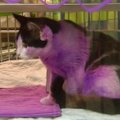 Į prieglaudą patekusi purpurinė katė ieško naujų namų
