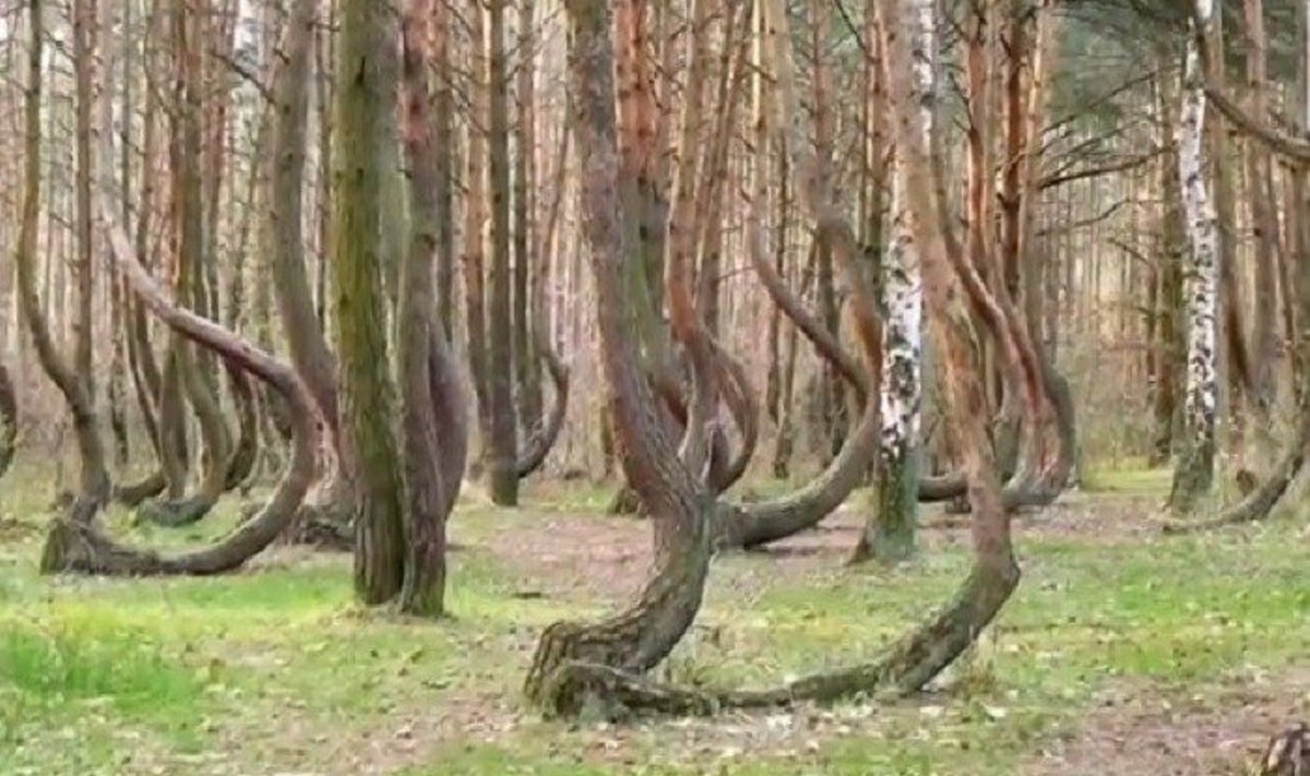 Kreivi medžiai Lenkijoje
