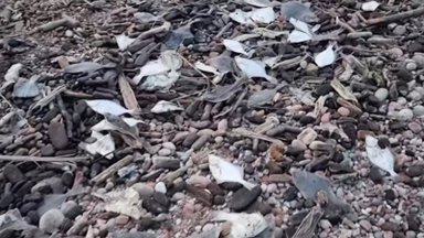 Klaipėdietę pašiurpino vaizdas prie Olando kepurės – pakrantę nuklojo daugybė negyvų plekšnių