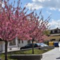 Pavasaris Marijampolėje: žiedais apsipylė sakuros, įsibėgėja gėlių sodinimas
