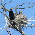 Pasižvalgykime, kaip atrodo didžiausia kormoranų kolonija iš viršaus: kas liko iš sengirės ir koks paukščių likimas?