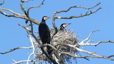 Pasižvalgykime, kaip atrodo didžiausia kormoranų kolonija iš viršaus: kas liko iš sengirės ir koks paukščių likimas?