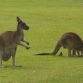 Australijoje kengūra užpuolė moterį
