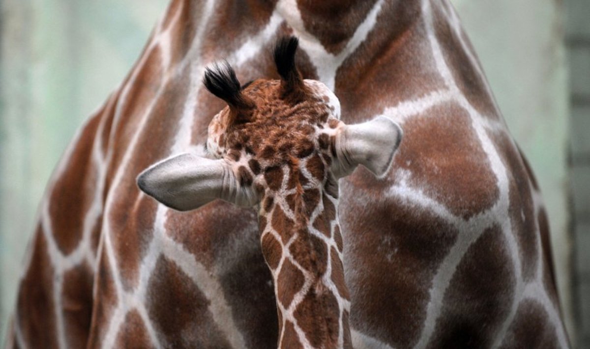 Žirafos jauniklis