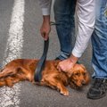 Žiaurumo protrūkis Panevėžio rajone: iš tvenkinio ugniagesiai ištraukė žiauriai sumuštą šunį