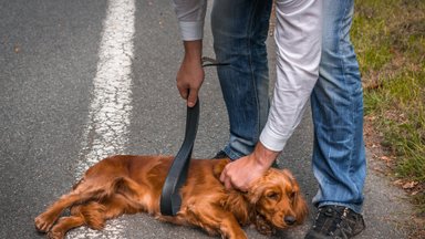 Tauragės rajone – kraupus nusikaltimas: rado nušautą šunį