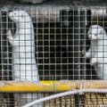 MPs calls for ban on fur farming