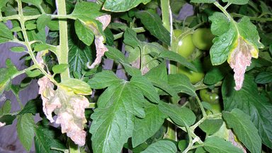 8 priežastys, kodėl gelsta ir sukasi pomidorų lapai: kaip gelbėti