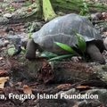 Iki šiol laikytas vegetaru Galapagų vėžlys užpuolė ir suvalgė paukštį