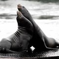 Jūrų liūtai ėmė pernešti naują gripo virusą, pavojingą ir žmonėms