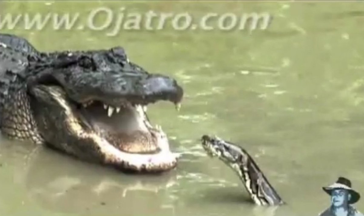 Aligatorius susikovė su pitonu