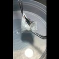 Vorai, kurių nuodai gali nužudyti suaugusįjį per 15 minučių