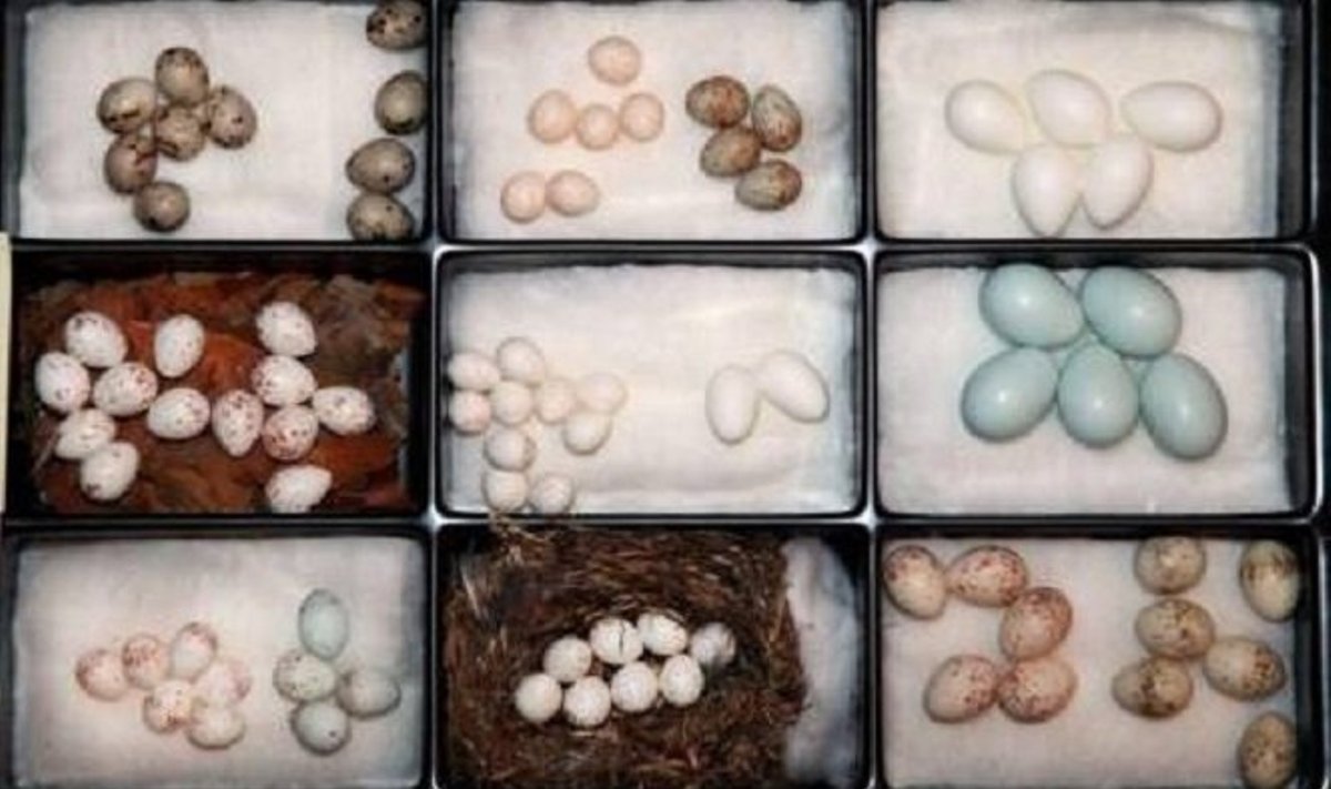Tūkstančiai kiaušinių yra pavagiami iš paukščių ir parduodami kolekcionieriams / Švedijos policijos nuotr.