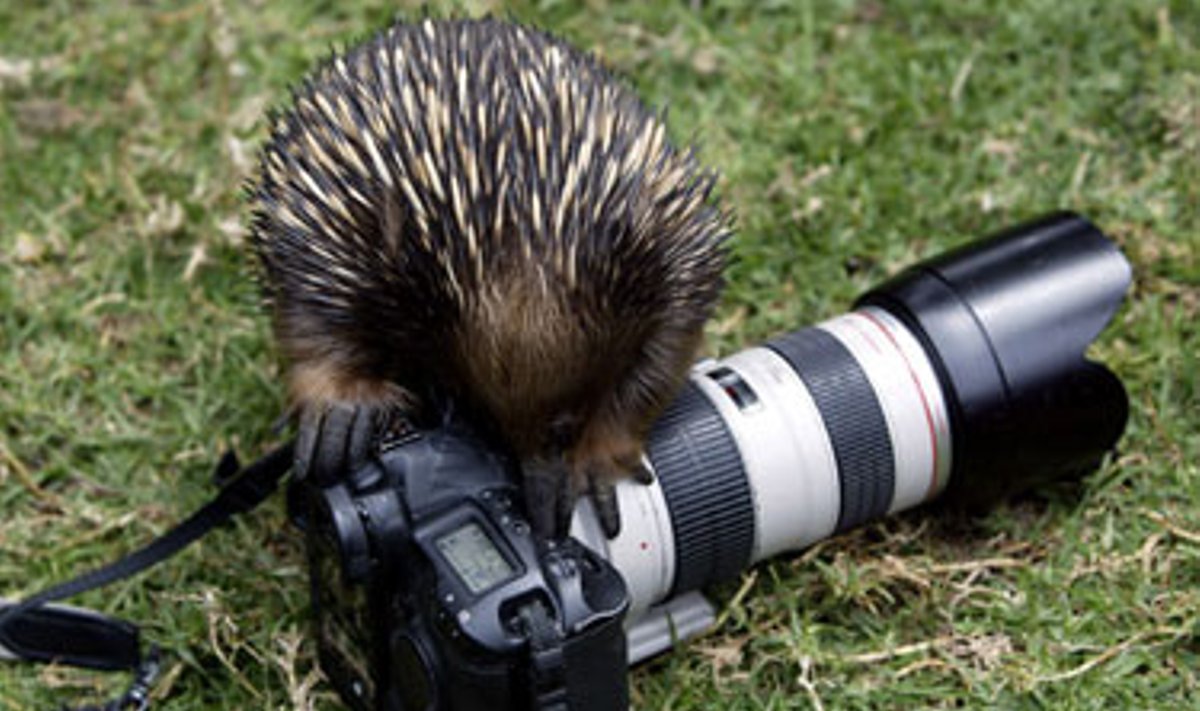 Australijos echidna tyrinėja fotoaparatą Sidnėjaus zoologijos sode. 