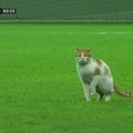 Ankaroje žaidusius futbolininkus aikštėje aplankė benamė katė