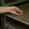 Pensilvanijos kulinarijos mokykloje kuriami patiekalai su vabzdžiais