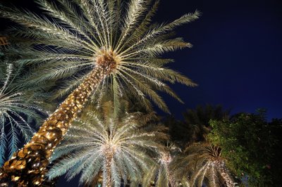 Tradicinę Kalėdų eglę Egipte atstoja išpuoštos palmės
