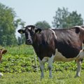 Lithuania 'bombarding' EC about aid for its dairy farmers