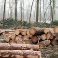 Investuojantiems į miškininkystės technologijas – daugiau kaip 4 mln. eurų: ragina paskubėti teikti paraiškas