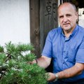 Garsaus meistro patarimai, kaip namuose auginti bonsai medelį