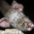 Kiaulių maro pasekmės Lietuvai: gyventojams teks skersti gyvulius