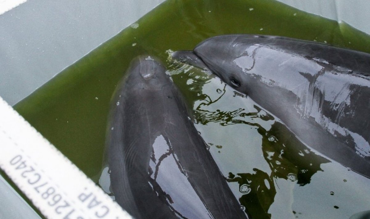 Į Lietuvą sugrįžę delfinai