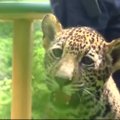 Meksikos zoologijos sode – dviejų jaguarų pasirodymas