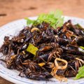 „Mokslo sriuba": ar ateityje valgysime vabzdžius?