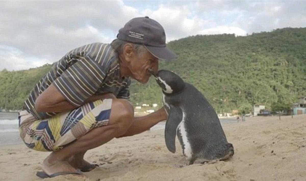 Pingvinas ir išgelbėtojas