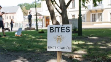 Netikėta iniciatyva: pačiame Kauno centre sudūzgė laukinių bičių spiečius