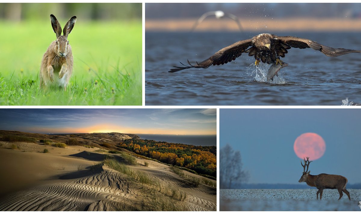 Geriausios Lietuvos gamtos fotografų 2015-ųjų nuotraukos
