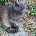 Išmestas naminis katinas tapo gatvės katinų kovų auka