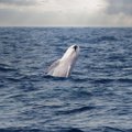 Prancūzijoje per gelbėjimo operaciją nugaišo baltasis banginis, kuris buvo įstrigęs Senoje