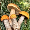 ЕС запретит сбор грибов в Польше?