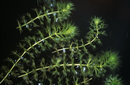 Pūslėtoji aldrūnė (Aldrovanda vesiculosa)