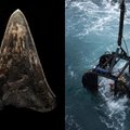 5 kilometrų gylyje vandenyno dugne – šiurpus radinys: paslaptingas ryklių kapinynas suglumino mokslininkus – iš kur čia atsirado tiek dantų