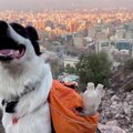 Čilėje šuo padeda kovoti su šiukšlėmis