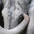 Devyni našlaičiai drambliai rado prieglobstį zoologijos sode