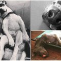 Linksmumo bomba : juokingiausios šunų miego pozos